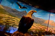 Blackhawk Museum - Danville CA USA