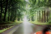 Festival of Sportscars De Zaat Raast -  18 augustus 2019