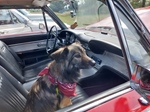 de Vlaamse Oldtimer Vrienden op weekend bij Cheese 'n Cars -  30 juli 2023