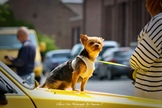 16de Pinkster Oldtimerrit Te Munsterbilzen -  9 juni 2025