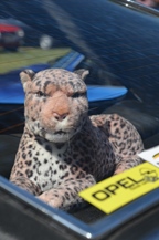 Static meeting STOF vzw te kasteel Ordingen -  15 augustus 2025