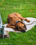 Hesbaye Historic Festival -  16 augustus 2025