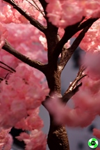 Autoworld Brussels - Big In Japan -  19 augustus 2025