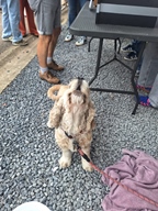 Avondrit Maaseikeroldtimerclub -  16 augustus 2025