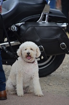 All american day -  31 augustus 2025