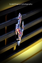 Auto Classics Brugge -  24 januari 2026