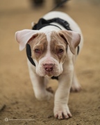 The Bratz Monkeys Meet & Greet -  5 april 2026