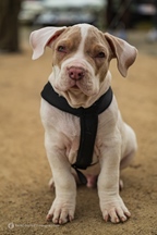 The Bratz Monkeys Meet & Greet -  5 april 2026