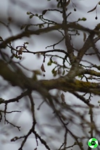 Mid-Century Car Club, rondrit van Limburg - Zolder -  12 april 2026