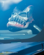 Mustang Fever -  19 april 2026