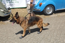 Cars & Coffee Vosselaar -  12 juli 2026